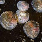  Heteranomia squamula